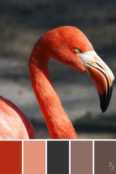 a flamingo is shown with its head turned to the side and color swatches