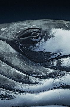 a close up view of a whale's head with snow on the ground and water around it