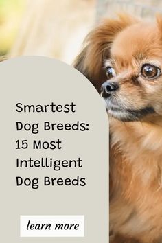 Are they among the most intelligent dog breeds in the world? If they belong to one of the breeds on this list,