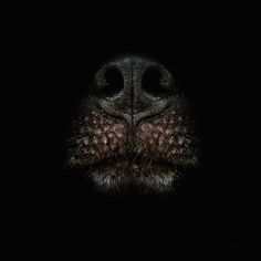 a dog's face in the dark with its nose open and eyes wide open