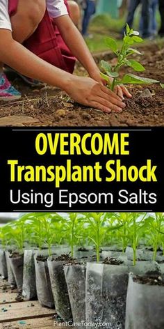 an image of someone planting plants in the ground with text overlay that reads overcome transplant shock using epsom salts