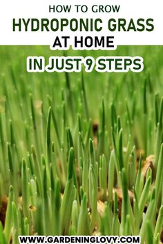 green grass with the words how to grow hydroponic grass at home in just 9 steps