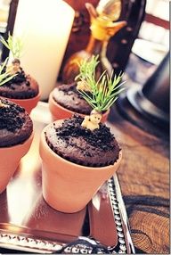 three potted plants sitting on top of a tray