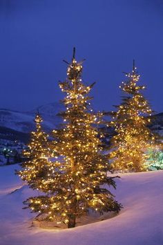 christmas trees are lit up in the snow