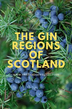 the gin regions of scotland with blue berries hanging from it's branches and text overlay