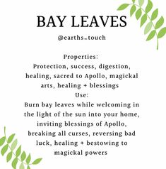 Metaphysical properties of Bay Leaves. | #spell #spellsthatwork #spellcasting #witch #witchcraft #witchythings #witchyvibes #witchtips #witchcraftforbeginners #witch #wicca #wiccansofinstagram #wiccaforbeginners #paganism Bay Leaf Witchcraft Uses, Herbs Properties Witchcraft, Magical Properties Of Bay Leaves, Bay Leaves Uses Witchcraft, Basil Leaves Witchcraft, How To Use Bay Leaves In Spells, Grow Bay Leaves, Bay Leaf Magical Properties, Angelica Leaves Witchcraft