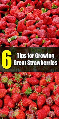 strawberries with the title 6 tips for growing great strawberries