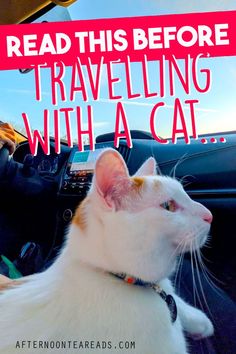 cat sitting in the front seat of a car you see the dashboard and the steering wheel Traveling With A Cat, Rv Camping Tips, Road Trip Car, Tea Reading, Travel Savings, Travel Safety, Cat Travel, Cat Quotes, Safe Travel