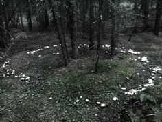 the ground is covered with small white mushrooms in the middle of the forest, surrounded by trees