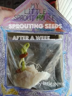 a little house with sprouting seeds in it