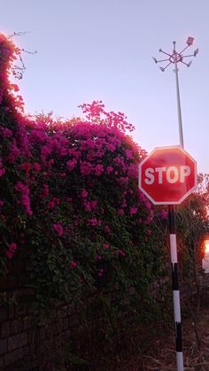 a red stop sign sitting on the side of a road next to a lush green hedge