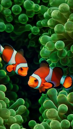 two clown fish swimming in the water between green sea anemones