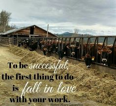 there are many cows in the pen with a quote on it that says to be successful, the first thing to do is fall in love with your work