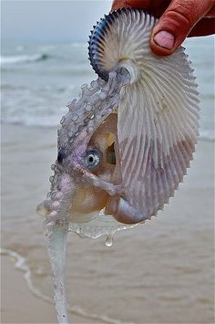 a person holding an octopus in their hand on the beach with waves coming in from the ocean