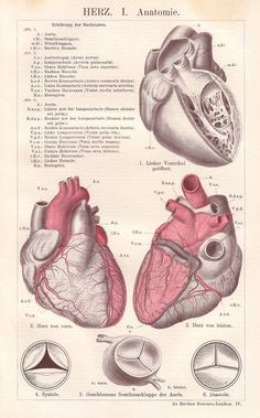 an old diagram of the human heart