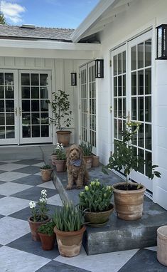 a dog is sitting in front of some potted plants