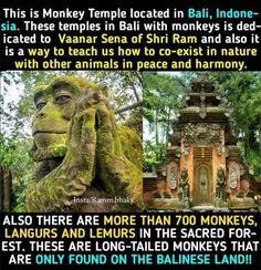 there are many different types of animals in the world, including monkeys and monkey statues