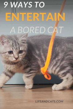 a cat walking on a leash with the words 9 ways to entertain a bored cat