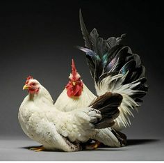 two chickens standing next to each other on a gray surface with black and white feathers