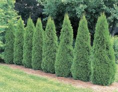 a row of trees in the middle of a garden