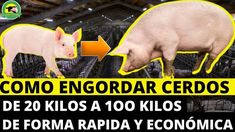 two pigs in cages with the caption'commo endordar cretos de 20 kilos a 100 kilos