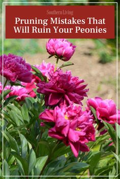 pink flowers with the words pruning mistakes that will ruin your peonies