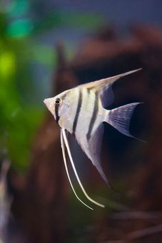 a white and black fish in an aquarium looking at the camera with it's long tail