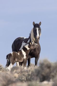 an adult horse standing next to a baby horse on top of a grass covered hill