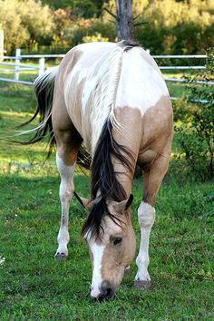 a brown and white horse grazing on grass