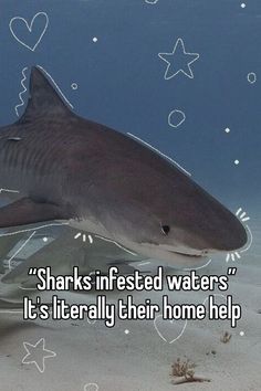 a shark swimming in the ocean with words on it that says sharks interested waters it's literally their home help