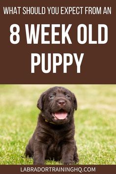 What Should You Expect From An 8 Week Old Puppy - Chocolate lab puppy sitting in the grass. Copycat Crumbl Cookie, Lab Puppy Training, 8 Week Old Puppy, Crumbl Cookie Recipe, Puppy Schedule, Labrador Puppy Chocolate, Socializing Dogs, Puppy Stages