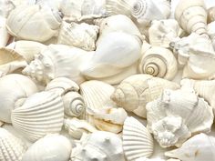 sea shells are piled up in a pile