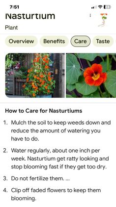 an iphone screenshot shows the instructions for how to care for nasturum plants