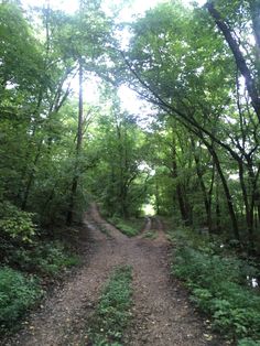 a dirt road surrounded by trees and bushes