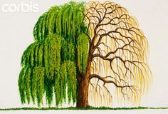 an image of two trees that are next to each other with the words corbis on them