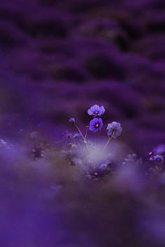 purple flowers in the middle of a field