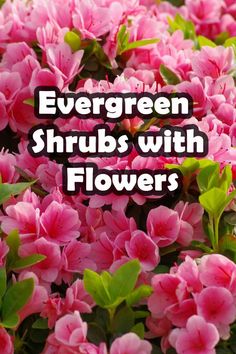 pink flowers with green leaves and the words evergreen shrubs with flowers on it's side