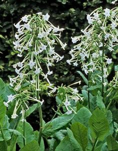 some white flowers and green leaves in the grass