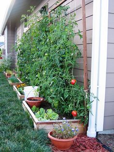 several pots with plants growing in them next to a house