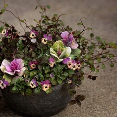 a potted plant with purple and white flowers