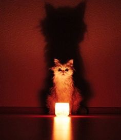 Travelling Scary And Funny, Fairy Light Photography, Cat Candles, Light And Shadow Photography, Cat Shadow, Cat Spirit, All Godzilla Monsters, Scary Cat, Scary Dogs