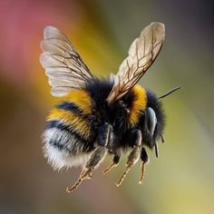 a close up of a bee flying in the air