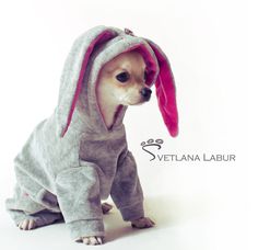 a small dog wearing a bunny costume on a white background in front of the camera