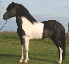 a black and white horse standing on top of a lush green field