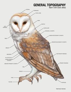 an owl's body and its parts labeled in the words general tocograph