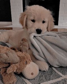 a puppy laying on top of a blanket next to a stuffed animal