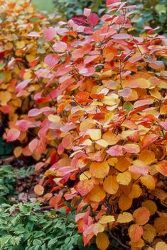 the colorful foliage is growing on the side of the road in front of some bushes