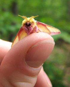 a small yellow and red moth sitting on someone's finger