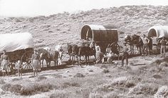 an old black and white photo of horses pulling wagons with covered wagons on the back