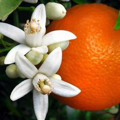 an orange with white flowers and green leaves